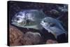 Pair of Permit (Trachinotus Falcatus)-Stephen Frink-Stretched Canvas