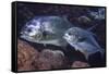 Pair of Permit (Trachinotus Falcatus)-Stephen Frink-Framed Stretched Canvas