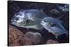 Pair of Permit (Trachinotus Falcatus)-Stephen Frink-Stretched Canvas