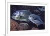 Pair of Permit (Trachinotus Falcatus)-Stephen Frink-Framed Photographic Print