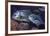 Pair of Permit (Trachinotus Falcatus)-Stephen Frink-Framed Photographic Print