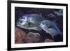 Pair of Permit (Trachinotus Falcatus)-Stephen Frink-Framed Photographic Print