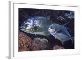 Pair of Permit (Trachinotus Falcatus)-Stephen Frink-Framed Photographic Print