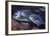 Pair of Permit (Trachinotus Falcatus)-Stephen Frink-Framed Photographic Print