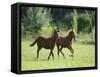 Pair of Peruvian Paso Colts-DLILLC-Framed Stretched Canvas