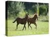 Pair of Peruvian Paso Colts-DLILLC-Stretched Canvas