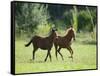 Pair of Peruvian Paso Colts-DLILLC-Framed Stretched Canvas