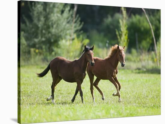 Pair of Peruvian Paso Colts-DLILLC-Stretched Canvas