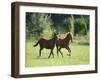 Pair of Peruvian Paso Colts-DLILLC-Framed Premium Photographic Print