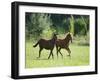 Pair of Peruvian Paso Colts-DLILLC-Framed Premium Photographic Print