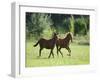 Pair of Peruvian Paso Colts-DLILLC-Framed Premium Photographic Print