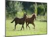 Pair of Peruvian Paso Colts-DLILLC-Mounted Premium Photographic Print