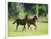 Pair of Peruvian Paso Colts-DLILLC-Framed Photographic Print