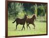 Pair of Peruvian Paso Colts-DLILLC-Framed Photographic Print