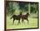 Pair of Peruvian Paso Colts-DLILLC-Framed Photographic Print