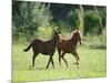 Pair of Peruvian Paso Colts-DLILLC-Mounted Photographic Print