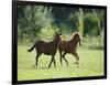 Pair of Peruvian Paso Colts-DLILLC-Framed Photographic Print