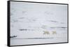 Pair of Polar Bears on Sea Ice-DLILLC-Framed Stretched Canvas