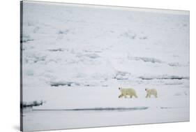 Pair of Polar Bears on Sea Ice-DLILLC-Stretched Canvas