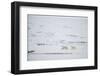 Pair of Polar Bears on Sea Ice-DLILLC-Framed Photographic Print