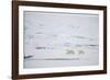 Pair of Polar Bears on Sea Ice-DLILLC-Framed Photographic Print