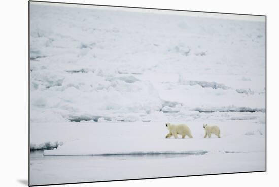 Pair of Polar Bears on Sea Ice-DLILLC-Mounted Photographic Print