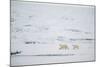 Pair of Polar Bears on Sea Ice-DLILLC-Mounted Photographic Print