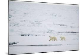 Pair of Polar Bears on Sea Ice-DLILLC-Mounted Photographic Print