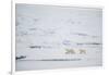 Pair of Polar Bears on Sea Ice-DLILLC-Framed Photographic Print
