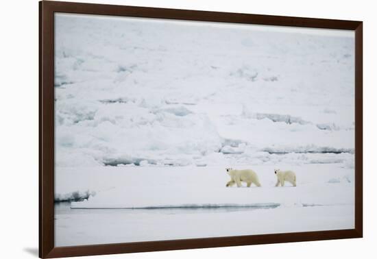 Pair of Polar Bears on Sea Ice-DLILLC-Framed Photographic Print