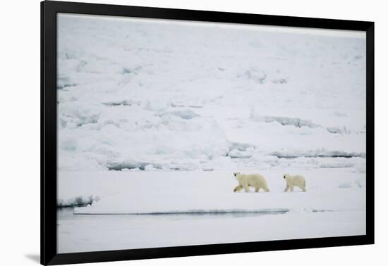 Pair of Polar Bears on Sea Ice-DLILLC-Framed Photographic Print