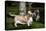 Pair of -Red and White- Basset Hounds on Lawn, Hampshire, Illinois, USA-Lynn M^ Stone-Stretched Canvas