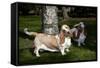 Pair of -Red and White- Basset Hounds on Lawn, Hampshire, Illinois, USA-Lynn M^ Stone-Framed Stretched Canvas