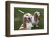 Pair of -Red and White- Basset Hounds on Lawn, Hampshire, Illinois, USA-Lynn M^ Stone-Framed Photographic Print