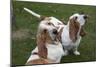 Pair of -Red and White- Basset Hounds on Lawn, Hampshire, Illinois, USA-Lynn M^ Stone-Mounted Photographic Print