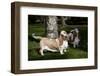 Pair of -Red and White- Basset Hounds on Lawn, Hampshire, Illinois, USA-Lynn M^ Stone-Framed Photographic Print