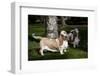 Pair of -Red and White- Basset Hounds on Lawn, Hampshire, Illinois, USA-Lynn M^ Stone-Framed Photographic Print