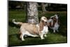 Pair of -Red and White- Basset Hounds on Lawn, Hampshire, Illinois, USA-Lynn M^ Stone-Mounted Photographic Print