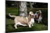 Pair of -Red and White- Basset Hounds on Lawn, Hampshire, Illinois, USA-Lynn M^ Stone-Mounted Photographic Print