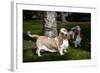 Pair of -Red and White- Basset Hounds on Lawn, Hampshire, Illinois, USA-Lynn M^ Stone-Framed Photographic Print