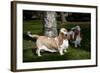 Pair of -Red and White- Basset Hounds on Lawn, Hampshire, Illinois, USA-Lynn M^ Stone-Framed Photographic Print