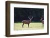 Pair of Red Deer Stags Prowling for Females during Rut Season in Autumn Fall-Veneratio-Framed Photographic Print