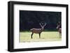 Pair of Red Deer Stags Prowling for Females during Rut Season in Autumn Fall-Veneratio-Framed Photographic Print