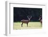 Pair of Red Deer Stags Prowling for Females during Rut Season in Autumn Fall-Veneratio-Framed Photographic Print