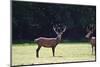 Pair of Red Deer Stags Prowling for Females during Rut Season in Autumn Fall-Veneratio-Mounted Photographic Print