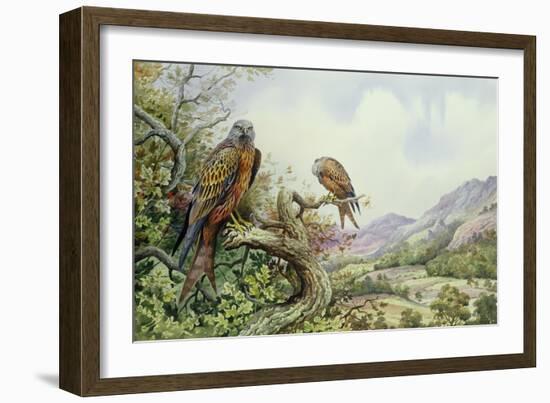 Pair of Red Kites in an Oak Tree-Carl Donner-Framed Giclee Print