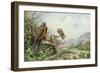 Pair of Red Kites in an Oak Tree-Carl Donner-Framed Giclee Print