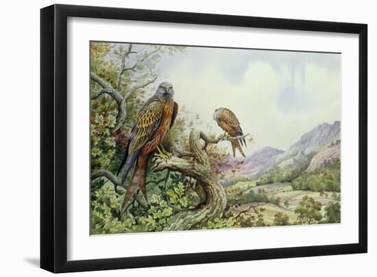 Pair of Red Kites in an Oak Tree-Carl Donner-Framed Giclee Print