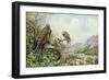 Pair of Red Kites in an Oak Tree-Carl Donner-Framed Giclee Print