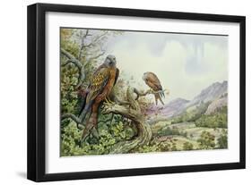 Pair of Red Kites in an Oak Tree-Carl Donner-Framed Giclee Print